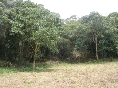 Area de Bosque